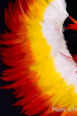 Fringe Haan - lange. veeren 10-15 cm - wit-geel-rood